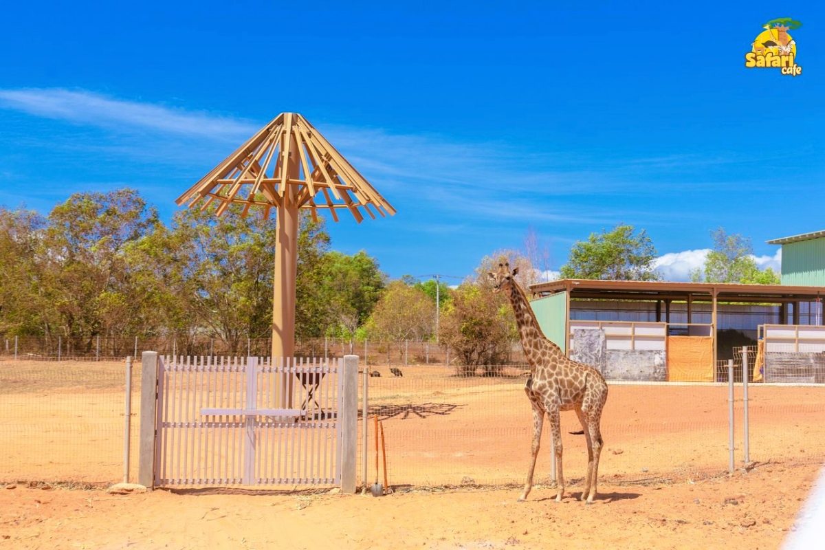 Safari Cafe Phan Thiết - Đại Phú Vượng